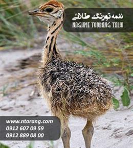 جوجه شتر مرغ سه ماهه